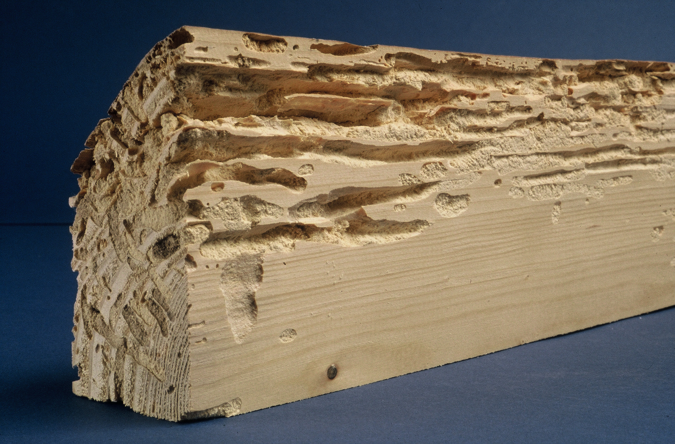 Traitement de charpente, bois à Foix